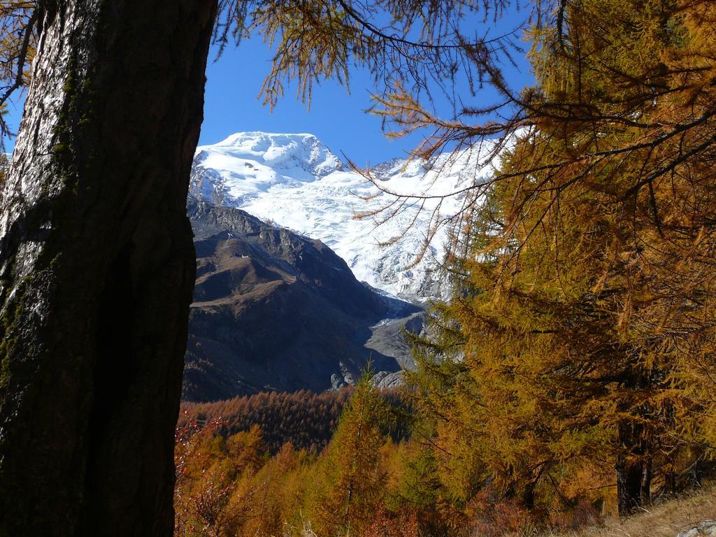 Alpenfirn